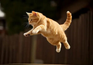 Kucing Melompat
