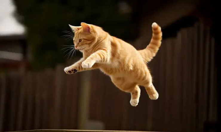 Kucing Melompat